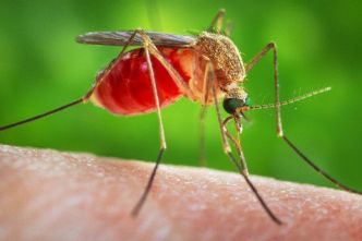 Madagascar : recrudescence du paludisme