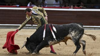 Le torero Roman Collado grièvement blessé après s'être fait encorner à la cuisse par un taureau