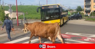 Mika, la vache de compagnie qui fait un effet bœuf dans les rues d'Arlon ! (vidéo)