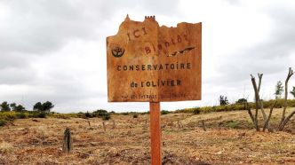 Le conservatoire de l'olivier inauguré ce samedi 25 mai sur le plateau de Vitrolles
