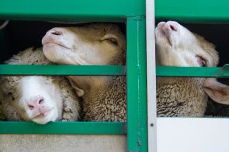 Le Royaume-Uni dit stop à l’exportation des animaux d’élevage vivants
