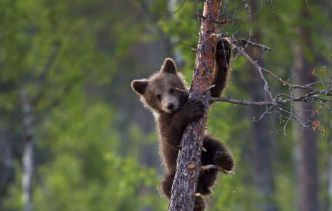 Pyrénées : Une (rare) portée de trois oursons filmée en train de gambader