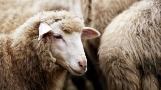 Aïd el-Kebir 2024 en Algérie : ces moutons sont-ils « nourris aux kiwis ? »