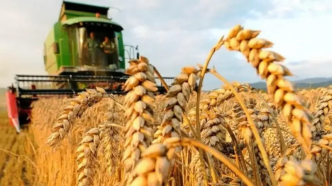 Tunisie: Appel d'offres pour l'achat de 100 mille tonnes de blé tendre
