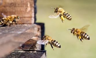 Journée de l'abeille : pourquoi la diminution des pollinisateurs pourrait réduire la vie à néant ?