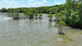 La moitié des écosystèmes de mangrove risquent de s'effondrer