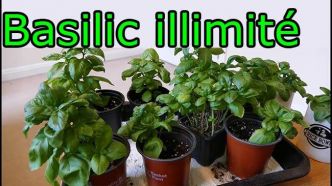 Basilic, comment en cultiver plus que vous ne pouvez en manger