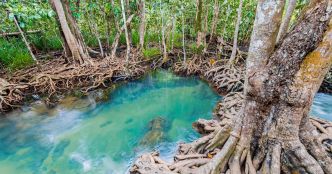 La moitié des mangroves pourraient disparaître dans un quart de siècle