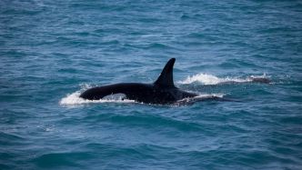 "Je l'ai touchée" : un quinquagénaire Néo-Zélandais tente "d'écraser" une orque en lui plongeant dessus depuis un bateau