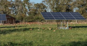 Toitures photovoltaïques sur poulaillers : la justice suspend le refus de permis de construire