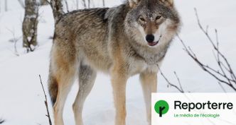 Moins de loups, mais des quotas de chasse identiques