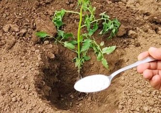 Ne plantez jamais des tomates sans cela. Vous obtiendrez des gros fruits en bonne santé