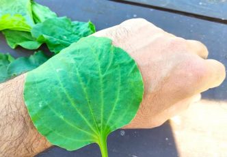 Cette plante soigne tout de la tête aux pieds. Elle pousse partout autour de nous