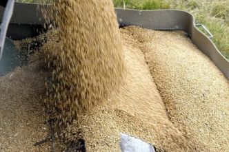 Le blé s'apprête à connaître sa plus forte hausse hebdomadaire depuis un mois en raison des problèmes d'approvisionnement