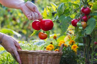 Comment cultiver les tomates pour avoir le plus de fruits possible ? De la levure de cuisine vous aidera
