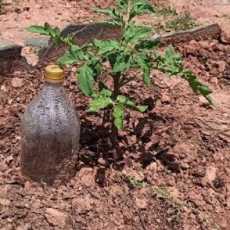 Comment ne pas arroser les plantes pendant un mois et gratuitement