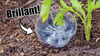 Les 10 meilleures astuces gratuites pour cultiver un potager