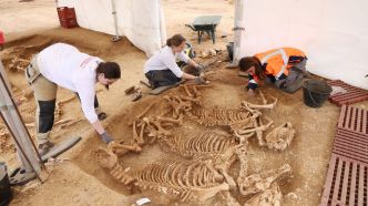 Dans l'Indre, mystère autour de 28 squelettes de chevaux remontant aux Gaulois
