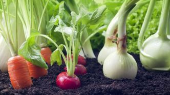 Cultivez ces plantes côte à côte pour obtenir un potager florissant