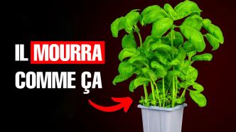 Vous tuez votre basilic acheté en magasin
