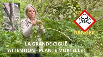 Reconnaître la grande ciguë pour ne pas s’intoxiquer