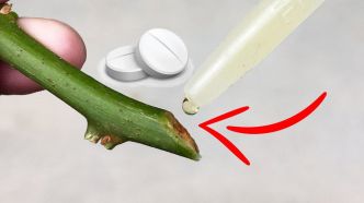 8 hormones de bouturage puissantes et faites maison | Stimulants naturels pour le jardinage