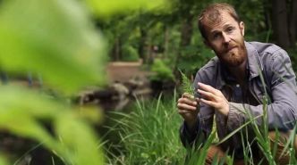 10 plantes sauvages à cueillir fin de printemps