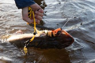 Test du leurre souple Hostagevalley Shad - Hostagevalley