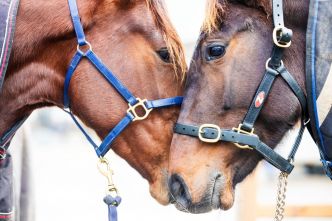 Reconversion des chevaux de course : La Société du Trotteur Français renouvelle ses partenariats