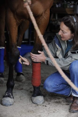 Santé du cheval : L'arthrose