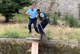 Vidéo BFM TV: Les gendarmes du Vaucluse sauvent 3 sangliers de la noyade