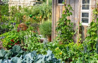 Découvrez cette méthode pour optimiser la croissance des légumes au potager