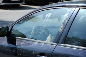 Fientes d'oiseaux sur votre voiture – ce geste est à bannir absolument