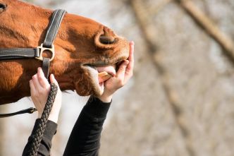 Santé du cheval : Perte de dents chez le cheval âgé
