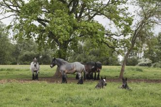 Race : Le trait auxois, un trésor de la Bourgogne