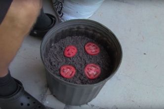 Il met 4 tranches de tomates dans un pot avec du terreau et 10 jours plus tard, le résultat est génial