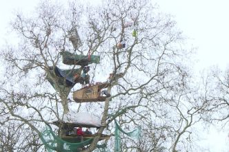 Autoroute Castres-Toulouse, "Il faut bloquer la prochaine période de coupe", les écureuils de retour au sommet des arbres à la Crem'Arbre