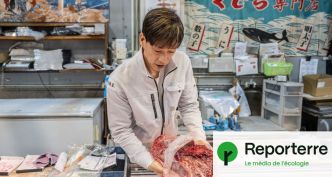 Pourquoi les Japonais continuent de chasser la baleine