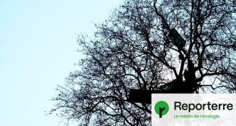A69 : un arbre de nouveau occupé à la zad de la Crem'arbre