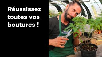 Réussissez toutes vos boutures ! Tout ce qu'il faut savoir pour ne plus les rater