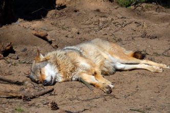 Aveyron: l’OFB à la recherche de la dépouille d’un loup tiré par un éleveur lors d’une attaque