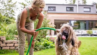 Comment garder les animaux au frais pendant les vagues de chaleur ?