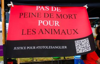 Affaire Toto le sanglier : il y a vingt-deux ans, l'histoire de Mémère la sanglochonne, sauvée par l'ADN