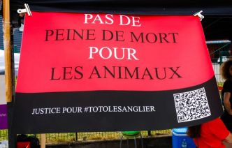 Affaire Toto le sanglier : il y a vingt-deux ans, l'histoire de Mémère la sanglochonne, sauvée par l'ADN