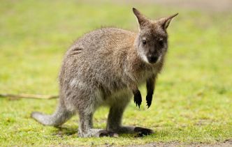 Morbihan : Un wallaby en fuite capturé dans un jardin, le propriétaire recherché