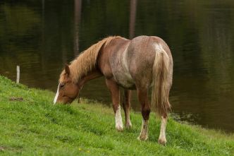 Santé du cheval : Tous attentifs contre le virus West Nile