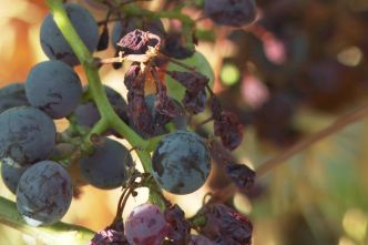 VIDEO. "On n'a jamais vu un problème de cette dimension" : le mildiou touche les vignes du Gard et fait chuter la production