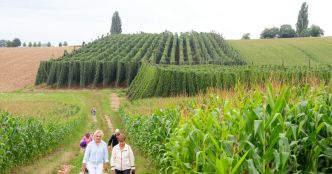 Wingersheim-les-Quatre-Bans. Découvrir le houblon local à travers une visite guidée