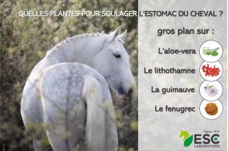 Le rendez-vous santé : Quelles plantes pour soulager l’estomac du cheval ?