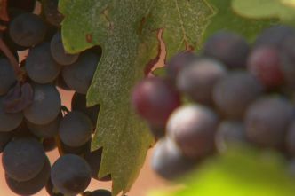 La consommation de vin rosé est en baisse, la viticulture corse envisage une mutation